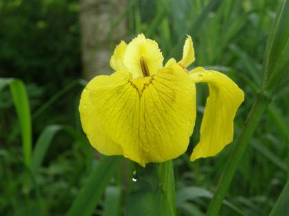 water iris at stream